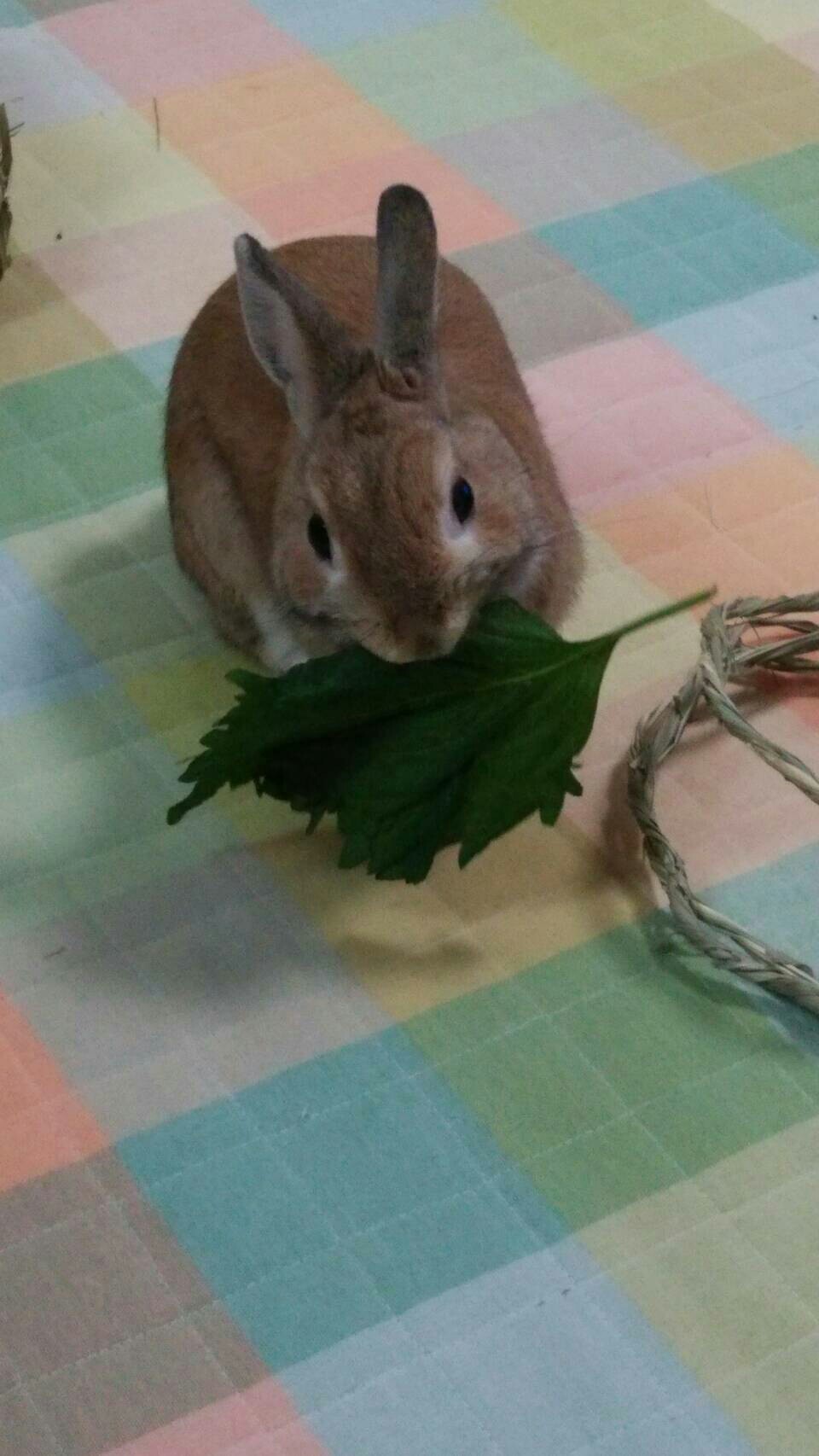 うさぎのうさまるです!
